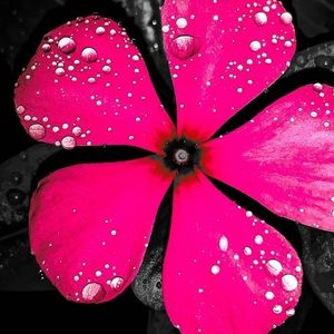 Meet your Posher, Molly